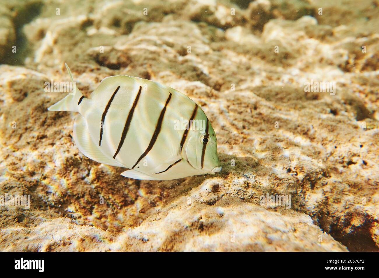 Pez surgeonfish convicto (Acanthurus triostegus), pescado, lateral, nadar, arrecife de coral colorido, mar de coral, bahía de Hanauma, isla hawaiana de Oahu, Hawai, Aloha Foto de stock