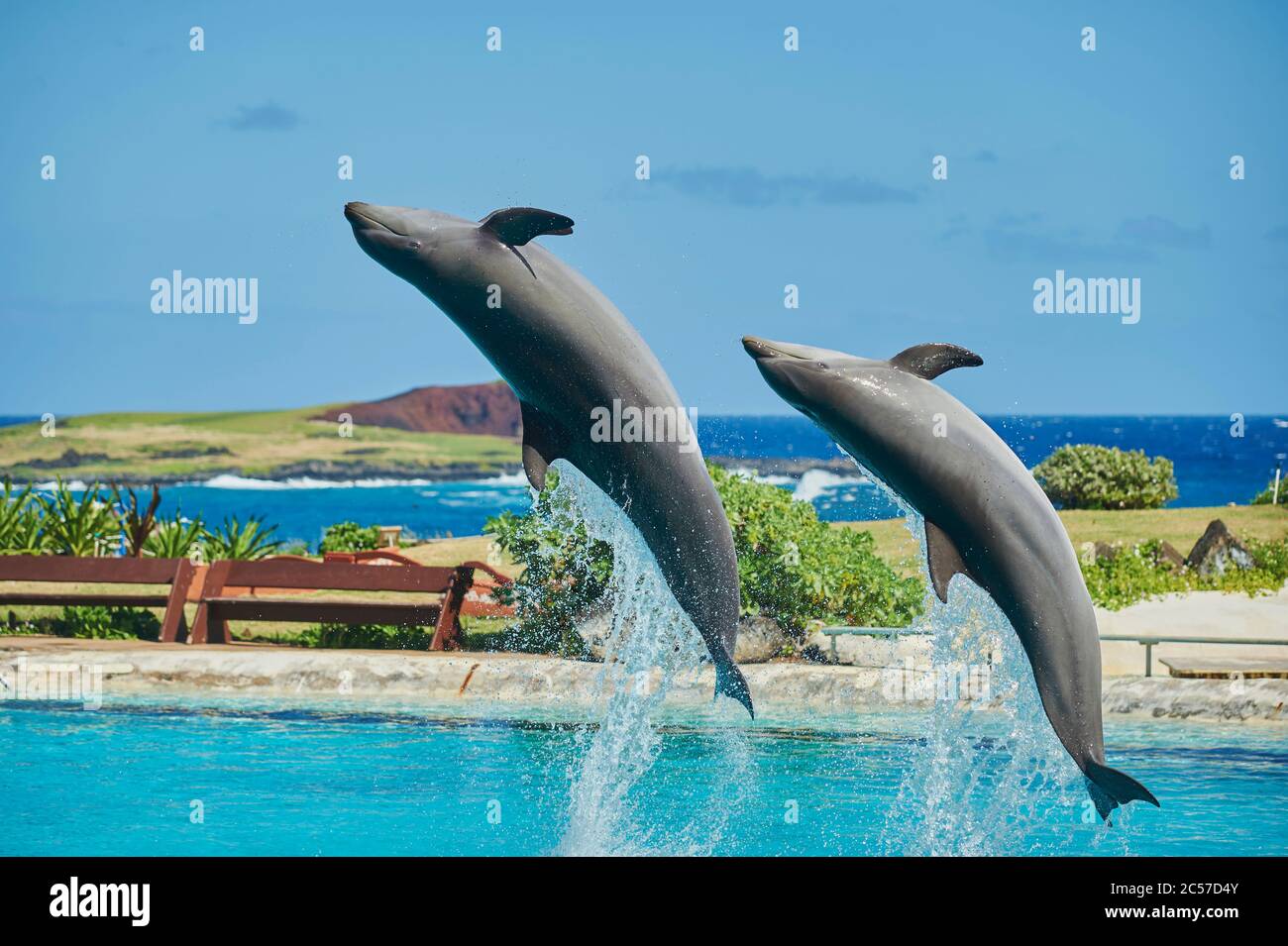 Delfín mular, Tursiops truncatus, saltando de lado, isla hawaiana de Oahu, Hawaii, estado de Aloha, Estados Unidos Foto de stock