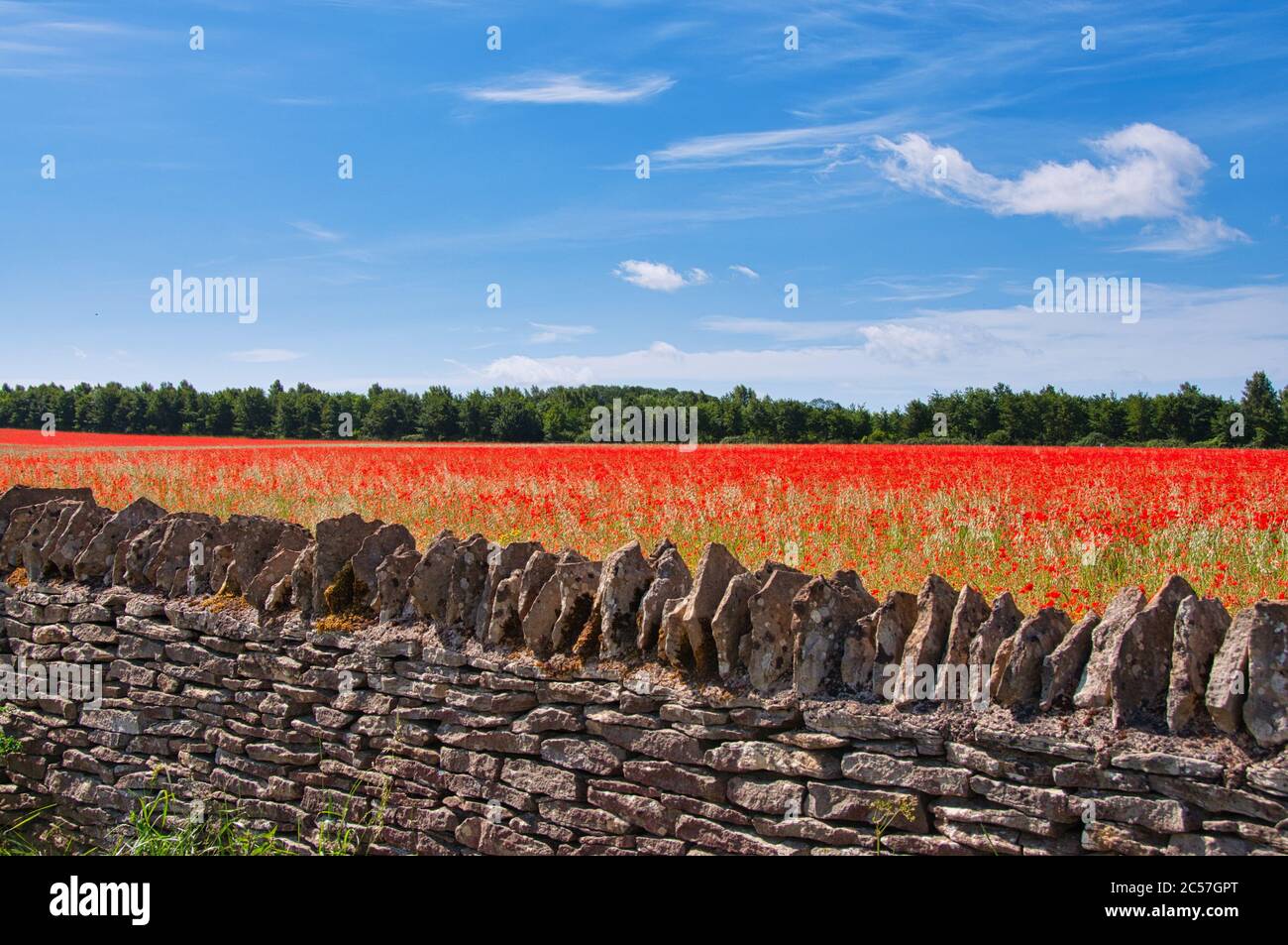 Un campo de amapolas rojas brillantes detrás de una pared de piedra seca cerca de Stow-on-the-Wold en los Cotswolds Foto de stock