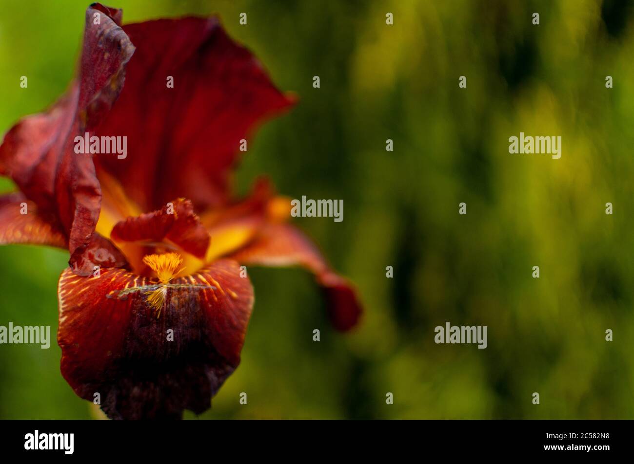 Floreciendo, abierto ancho rojo-naranja iris sobre un fondo verde borroso. Iris barbata. Foto de stock