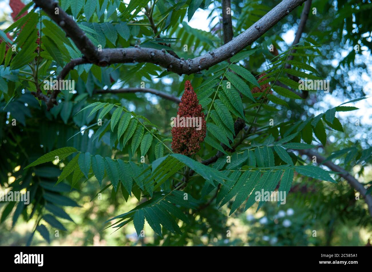 Staghorn sumac, planta ornamental sumac cuerno de ciervo - vinagre de árbol. Floración del árbol del sumac decorativo. Panículas en forma de cono de flores de color marrón-rojo Foto de stock