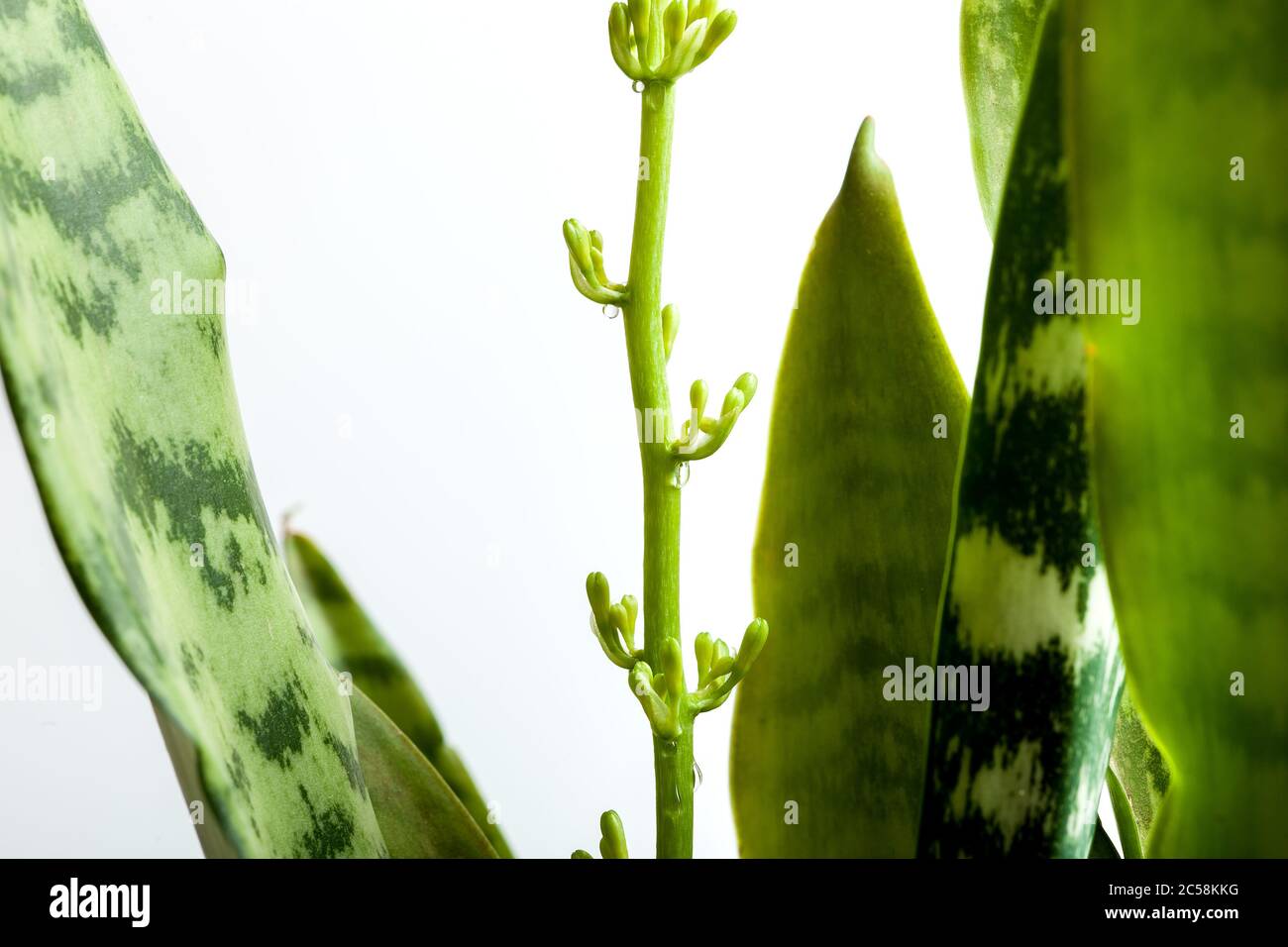 rama de brotes de sansevieria con gotas de néctar, cierre de una flor con hojas rayadas sobre fondo blanco. Foto de stock