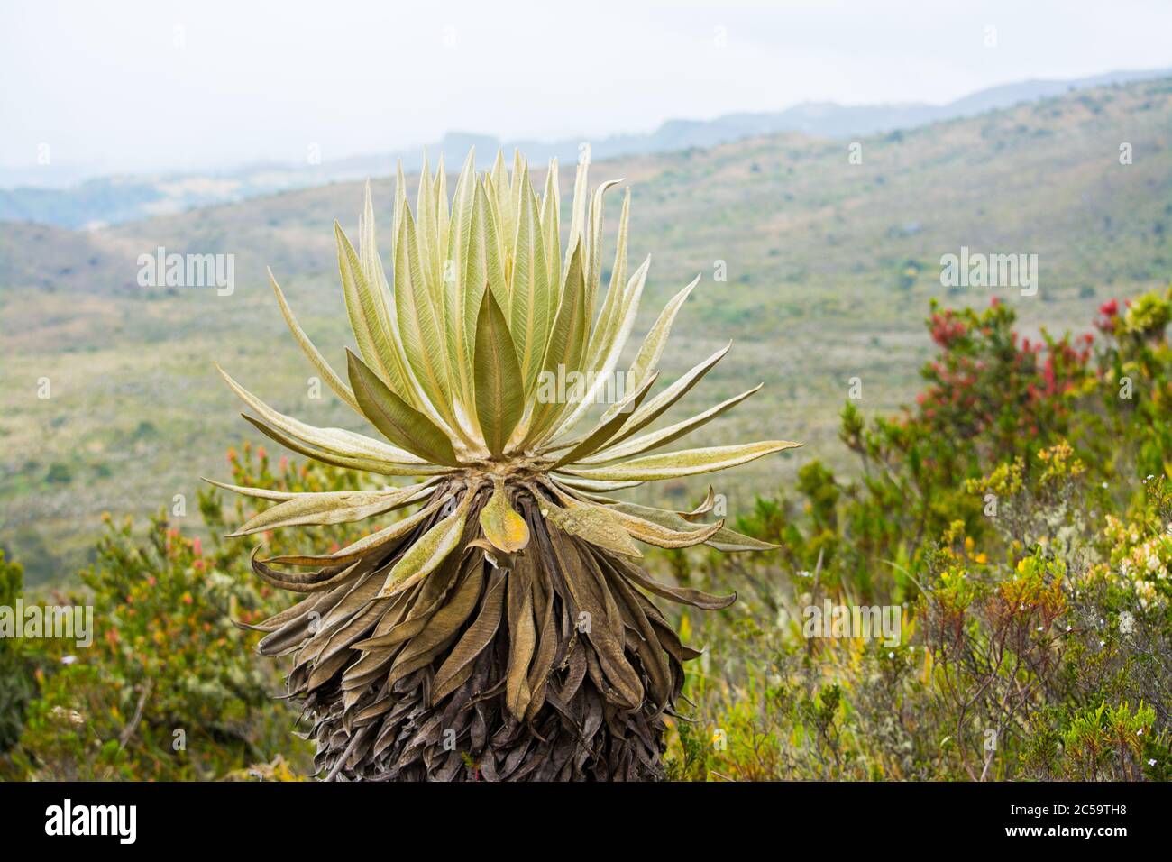 Speletia grandiflora, frailejón colombiano en un páramo, foto de un frai Foto de stock