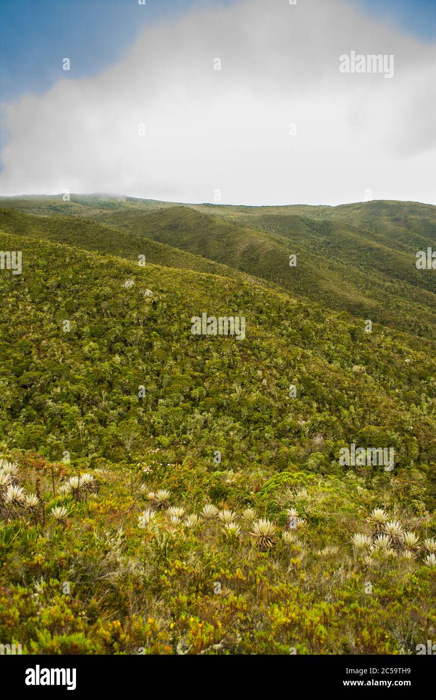 Paisaje paramo colombiano en chingaza. Verde montaña Paramo con fra Foto de stock