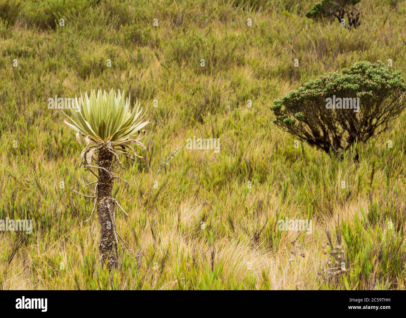 Speletia grandiflora en un Paramo, Speletia en un paramo colombiano en un Foto de stock