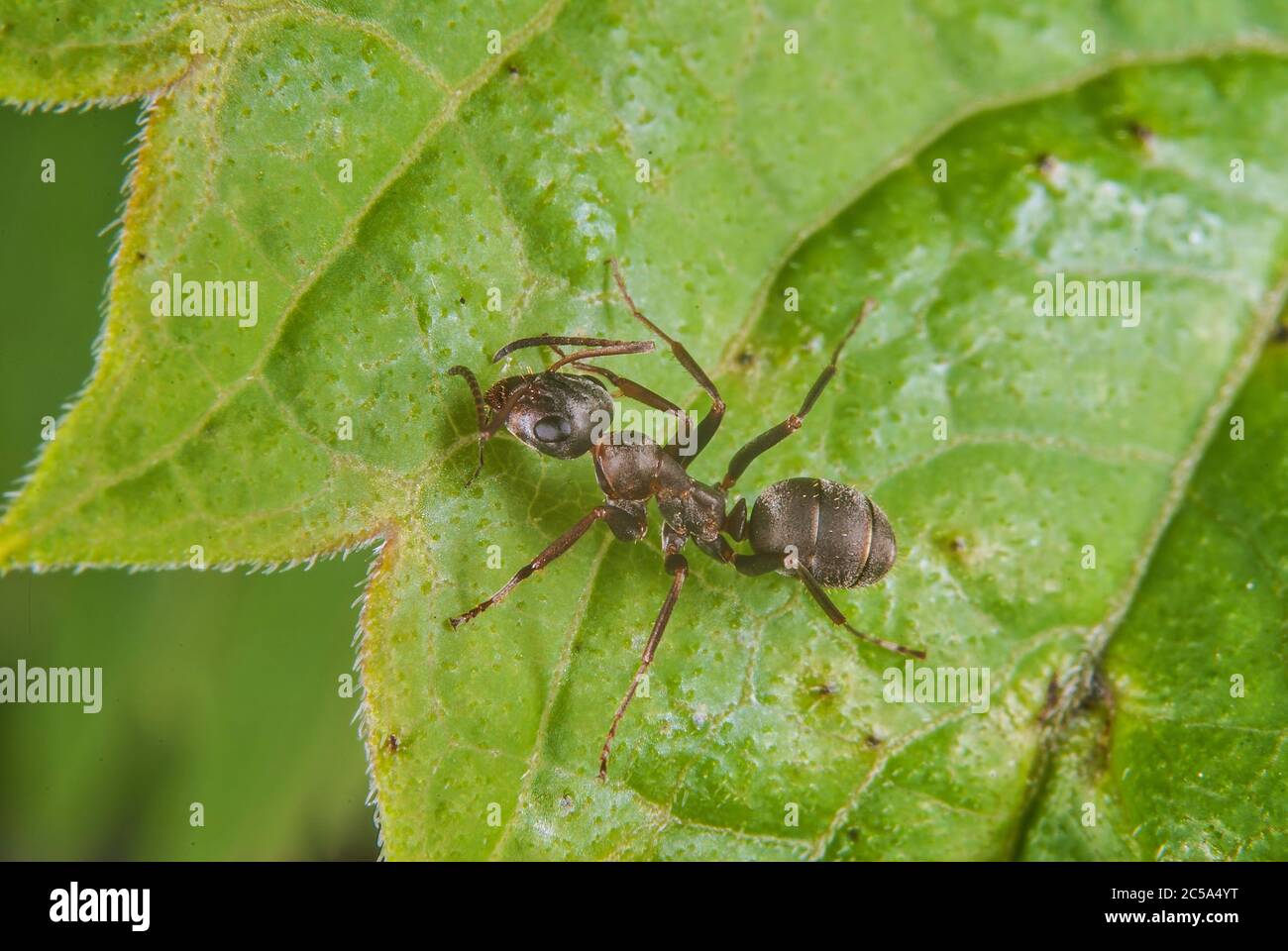 La hormiga de madera roja (Formica rufa) Foto de stock