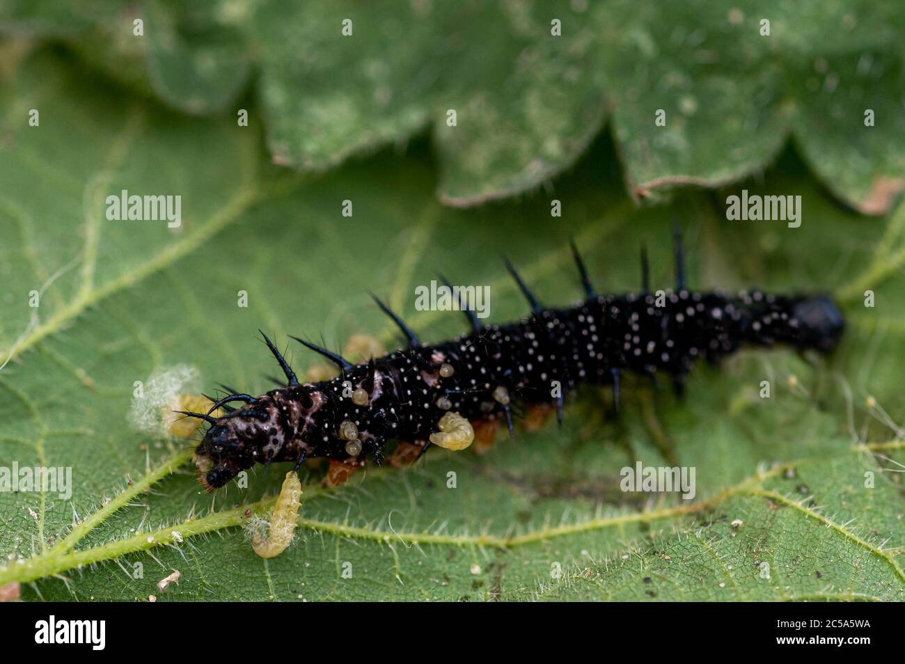 Larvas de avispa parasitoide que emergen de una oruga de mariposa de pavo real Foto de stock