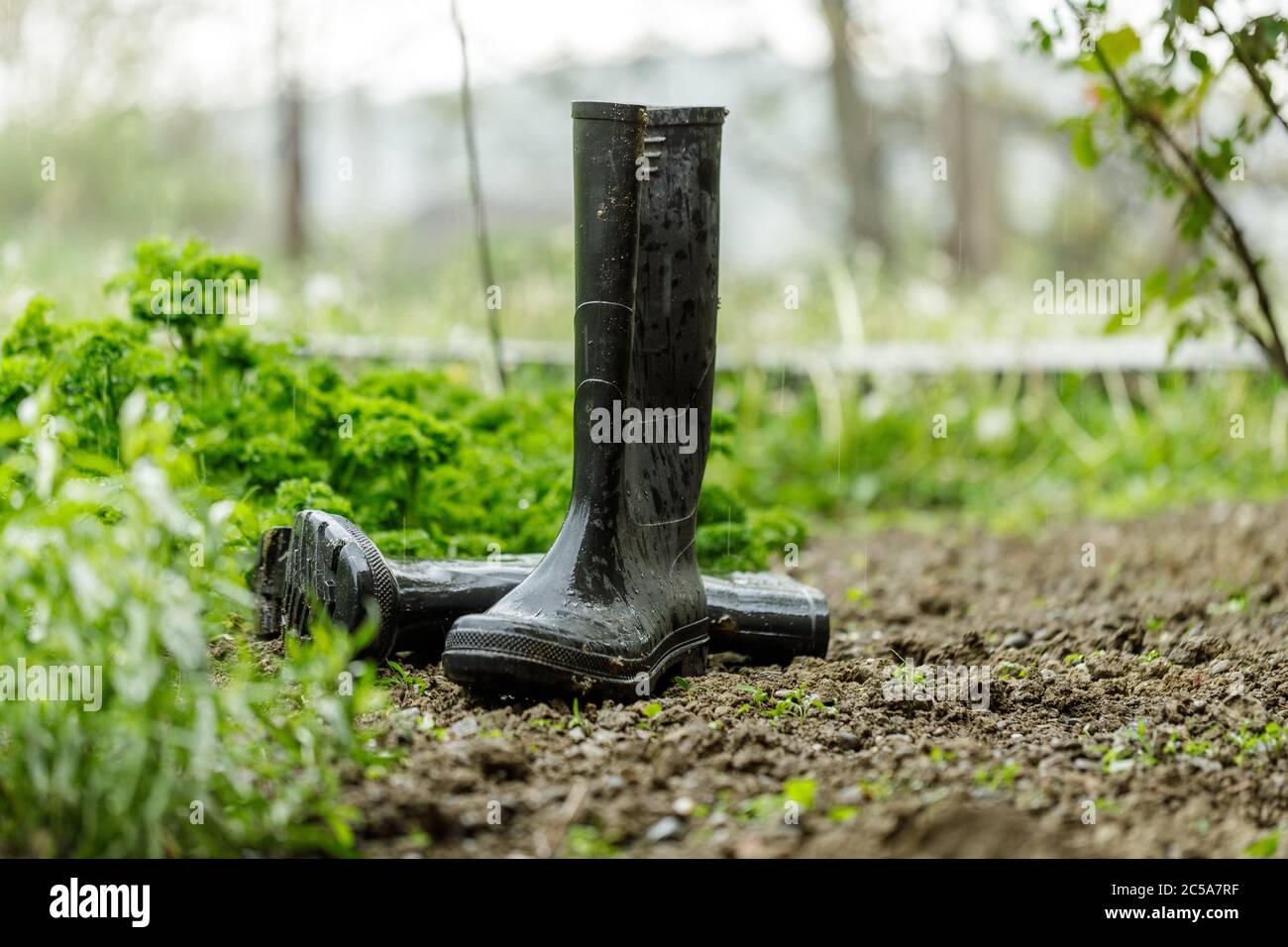 Botas De Jardin Fotos e Imágenes de stock - Página 7 - Alamy
