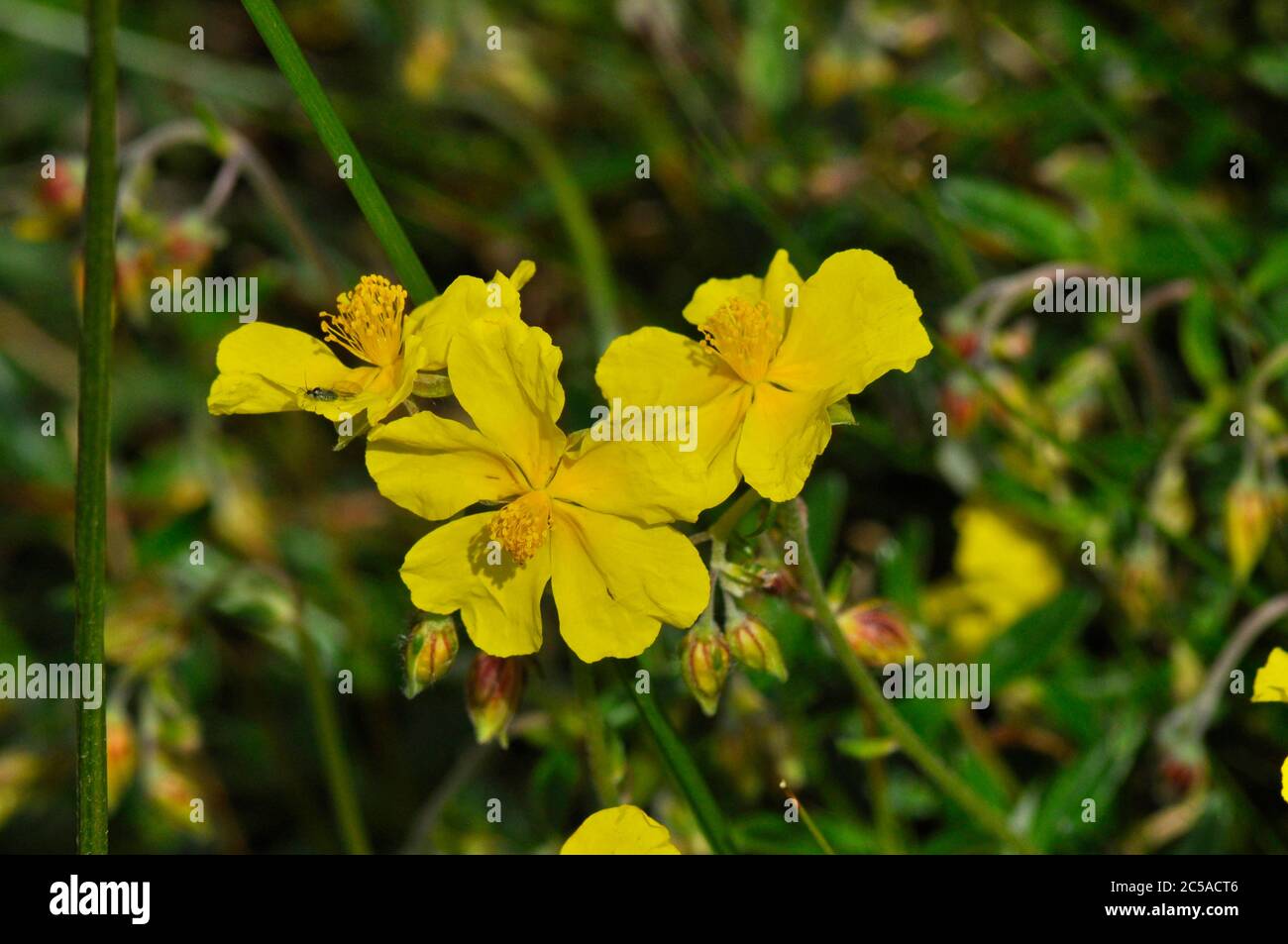 Rockrose común 'Helianthemum numularium', flor amarilla común en tiza y piedra caliza, floración en verano en Inglaterra y Gales.Wiltshire.UK Foto de stock