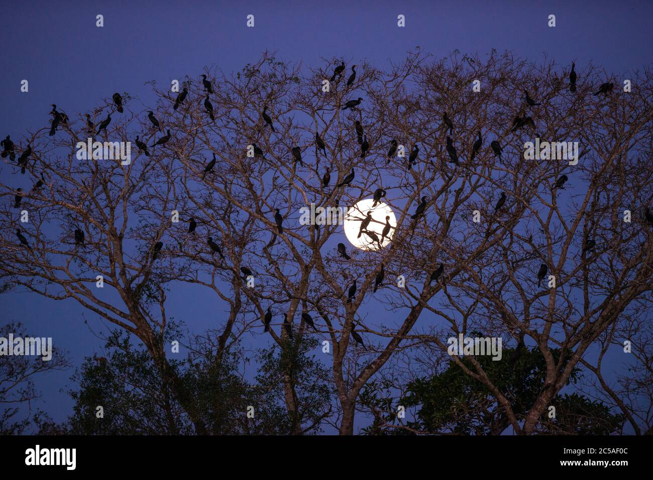 Una colonia de Cormoranes Neotrópicos (Phalacrocorax brasilianus) en la caída nocturna en el Pantanal, Brasil Foto de stock