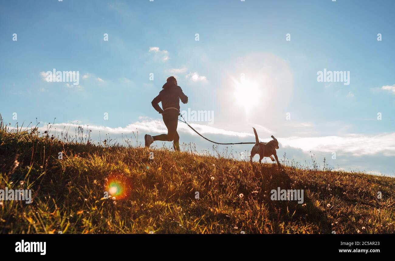 Hombre que se mojaba con su perro beagle en la mañana soleada. Estilo de vida saludable y ejercicios Canicross concepto de jogging imagen. Foto de stock