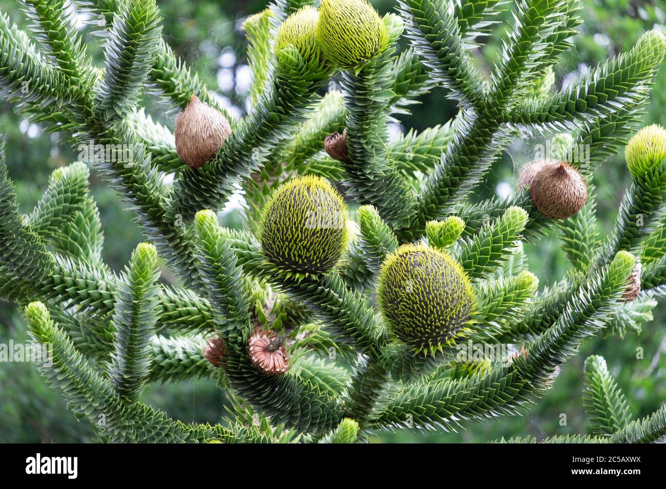 Fruta femenina en Araucaria araucana (comúnmente llamado el árbol del rompecabezas del mono) Foto de stock