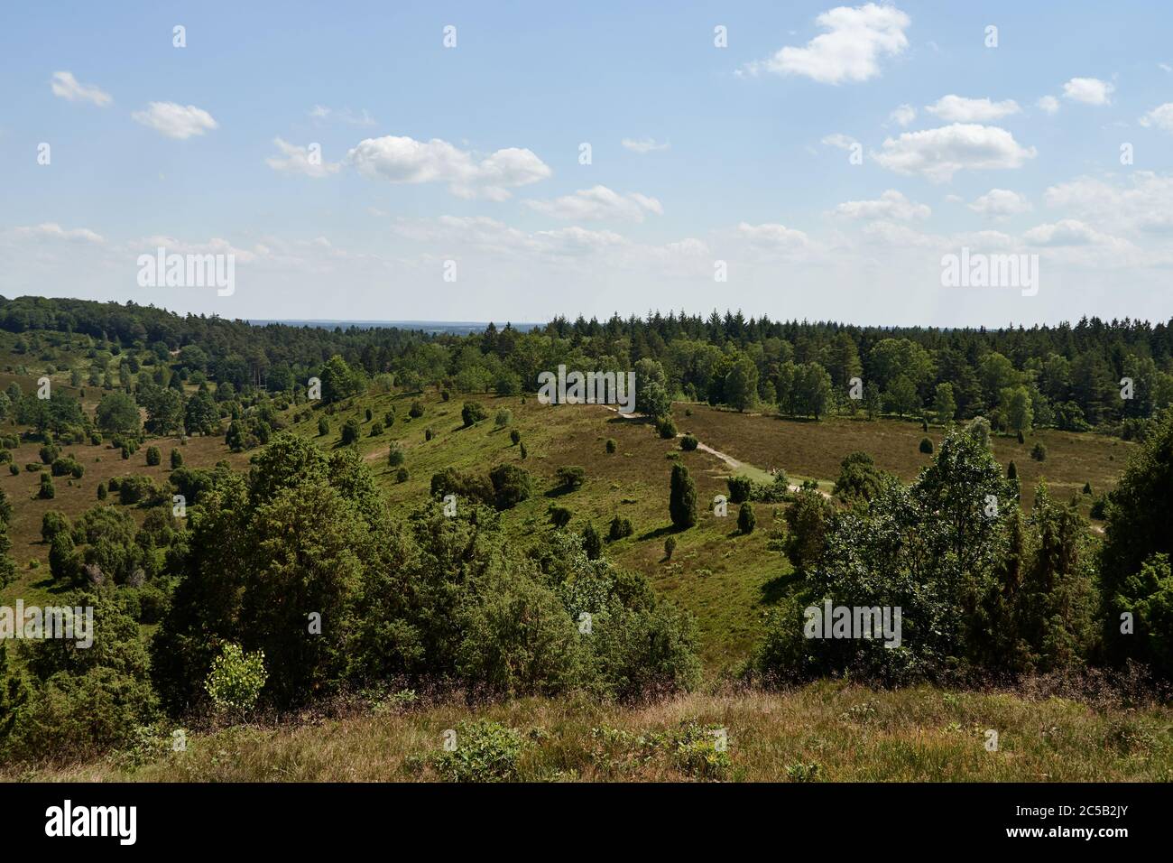 Paisaje panorámico en la cuenca Totengrund en Luneburg Heath cerca de Wilsede, Alemania Foto de stock