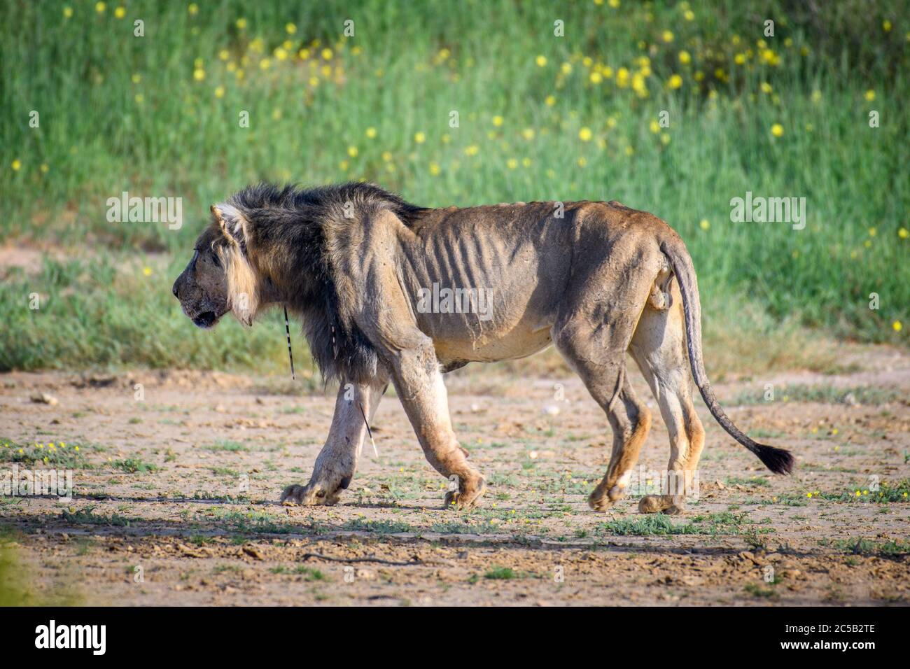 León flaco fotografías e imágenes de alta resolución - Alamy