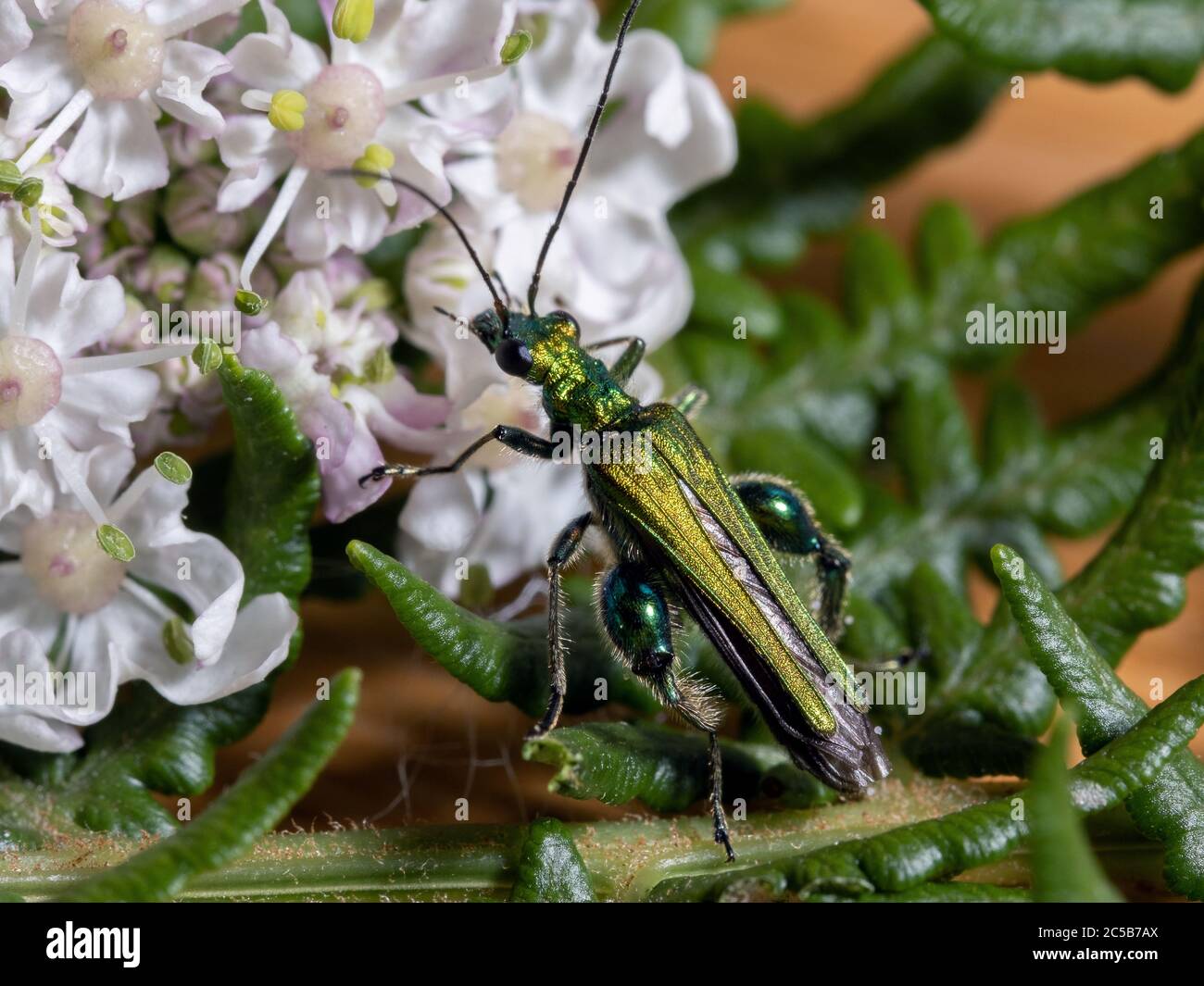 Escarabajo Thick-Legged Flor Foto de stock