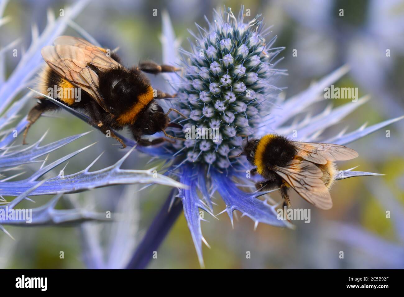eryngium azul planta de abejas veraniegas docenas de abejas melíferas en flor recoger néctar para su comida de invierno borde jardín perenne flor atrae mariposas Foto de stock
