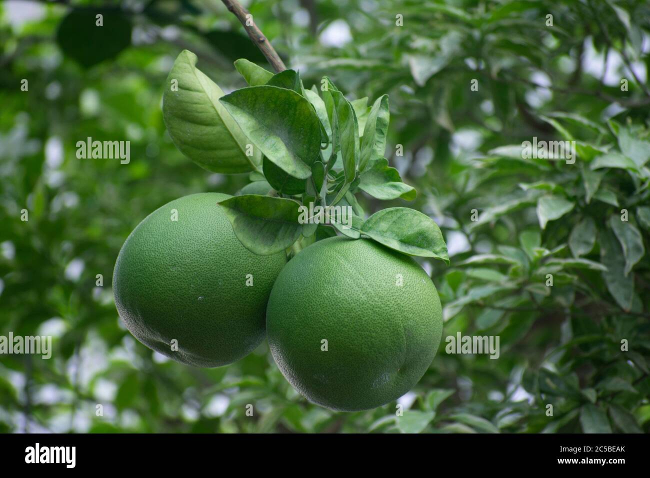 El pomelo, pummelo, o en términos científicos Citrus maxima o Citrus grandis, es el fruto