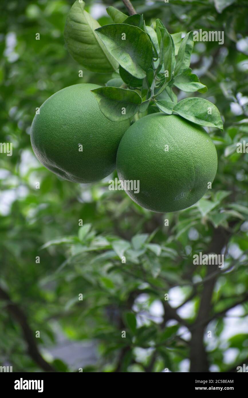 El pomelo, pummelo, o en términos científicos Citrus maxima o Citrus