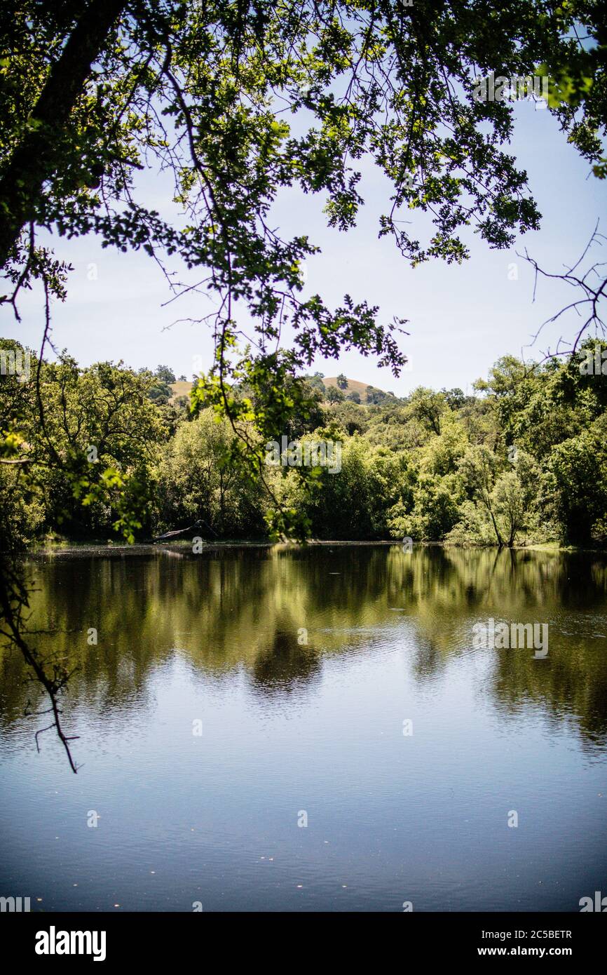 El lago McCreery, parecido a un espejo, refleja vívidamente los árboles circundantes, enmarcado por ramas que sobresalen. Foto de stock
