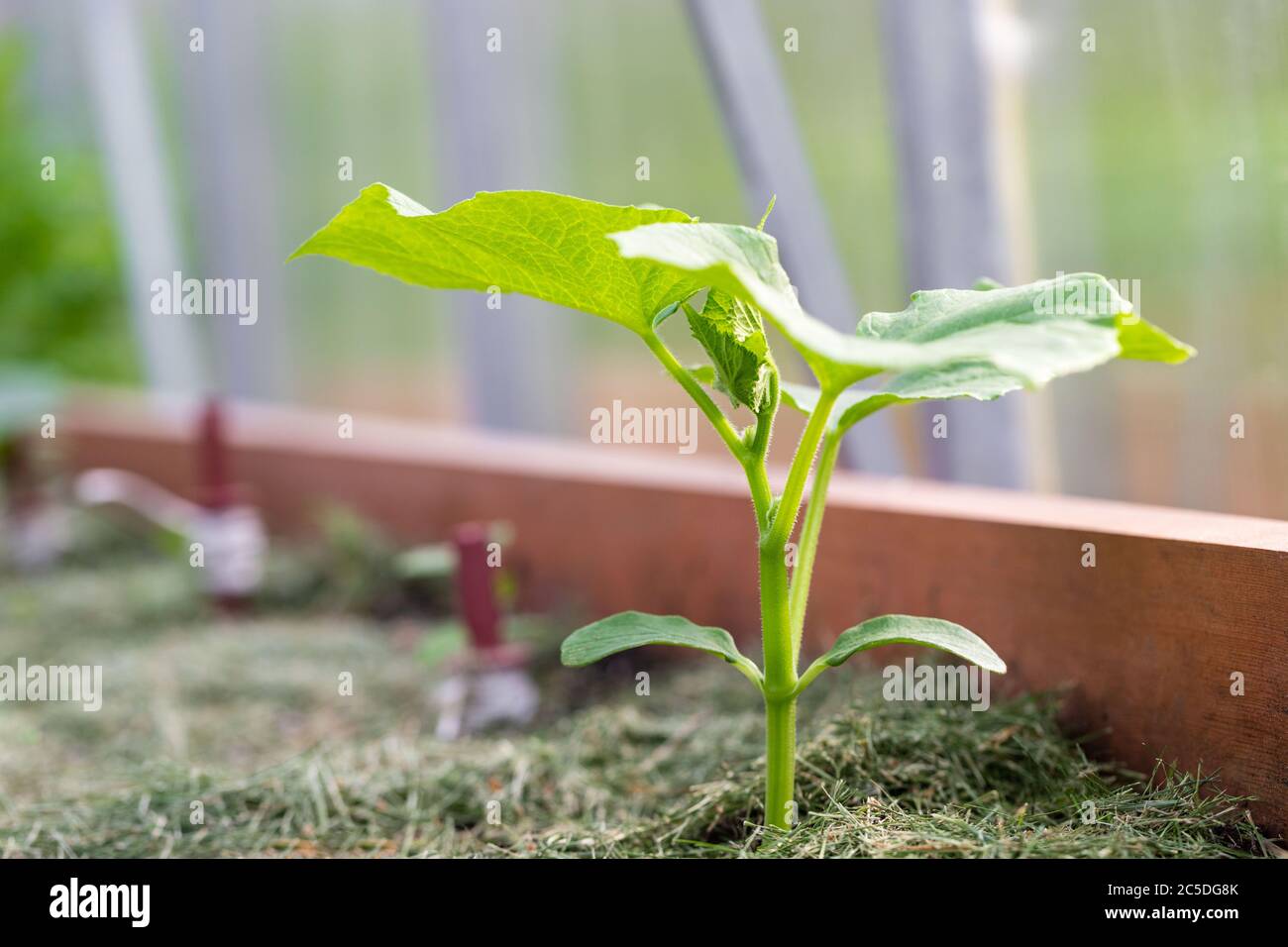 Semillero joven de pepino en invernadero, cama caliente. Plantas y verduras de cultivo para uso personal. Parcelas familiares Foto de stock