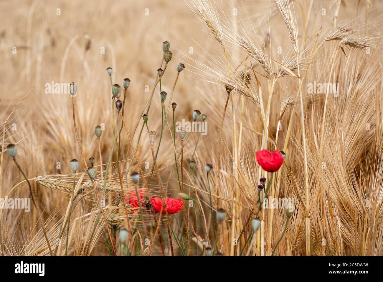 Campo de trigo. Orejas de trigo dorado cerca con amapolas rojas silvestres Foto de stock