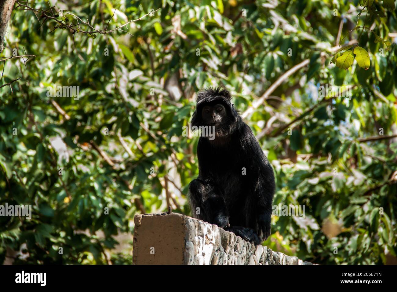 Mono negro balinés sentado en la pared en su hábitat natural Foto de stock