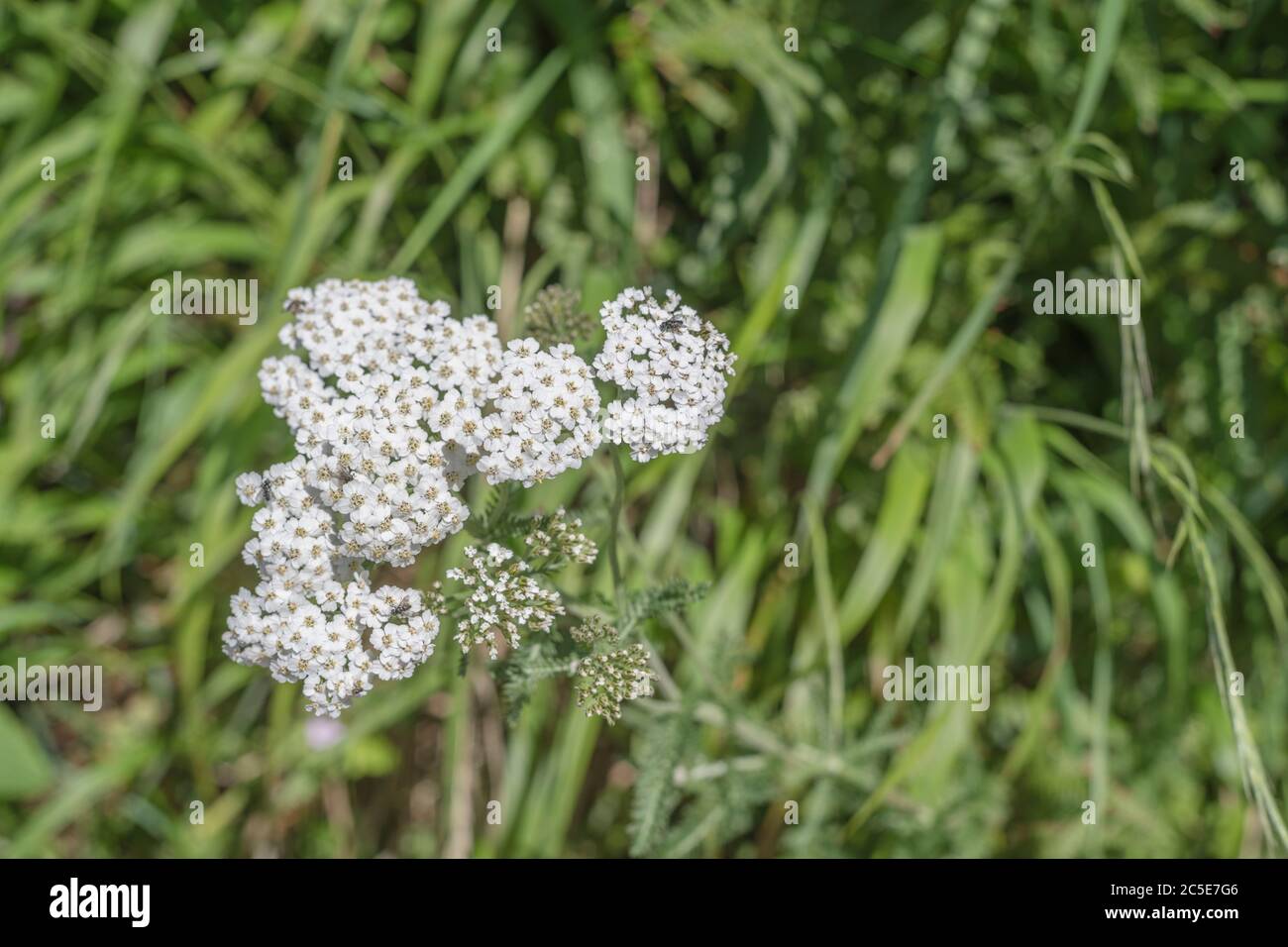 Tuft de flores blancas de Yarrow / Achillea millefolium en junio. También llamada Milfoil, la planta conocida era una planta medicinal utilizada en remedios herbarios Foto de stock
