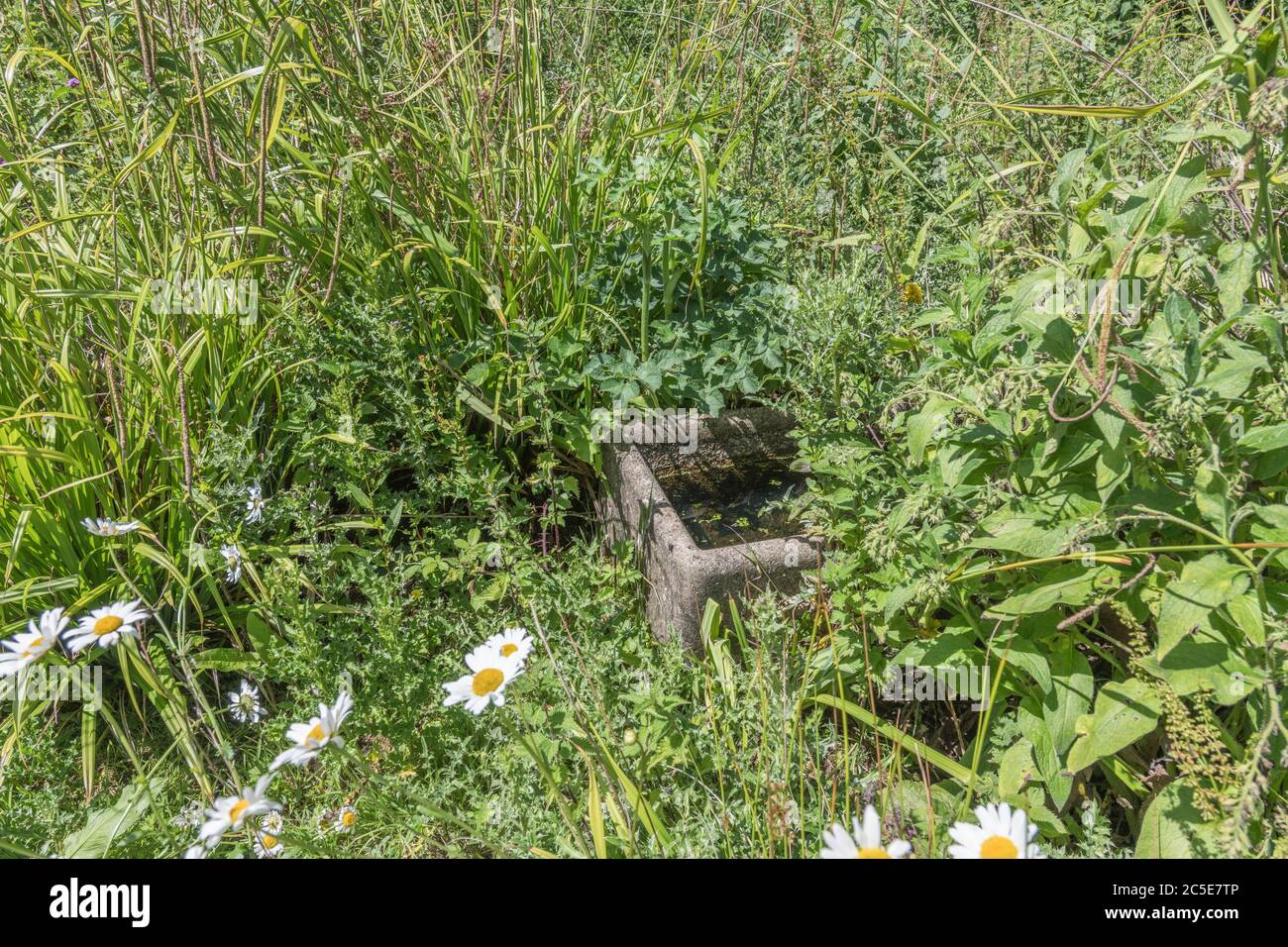 El agua de la granja vieja canaleta abandonada y sobre crecido por las malas hierbas en un corne de tierra de la granja de la basura. Metáfora maleza, fuera de control, negligencia, abrumado. Foto de stock
