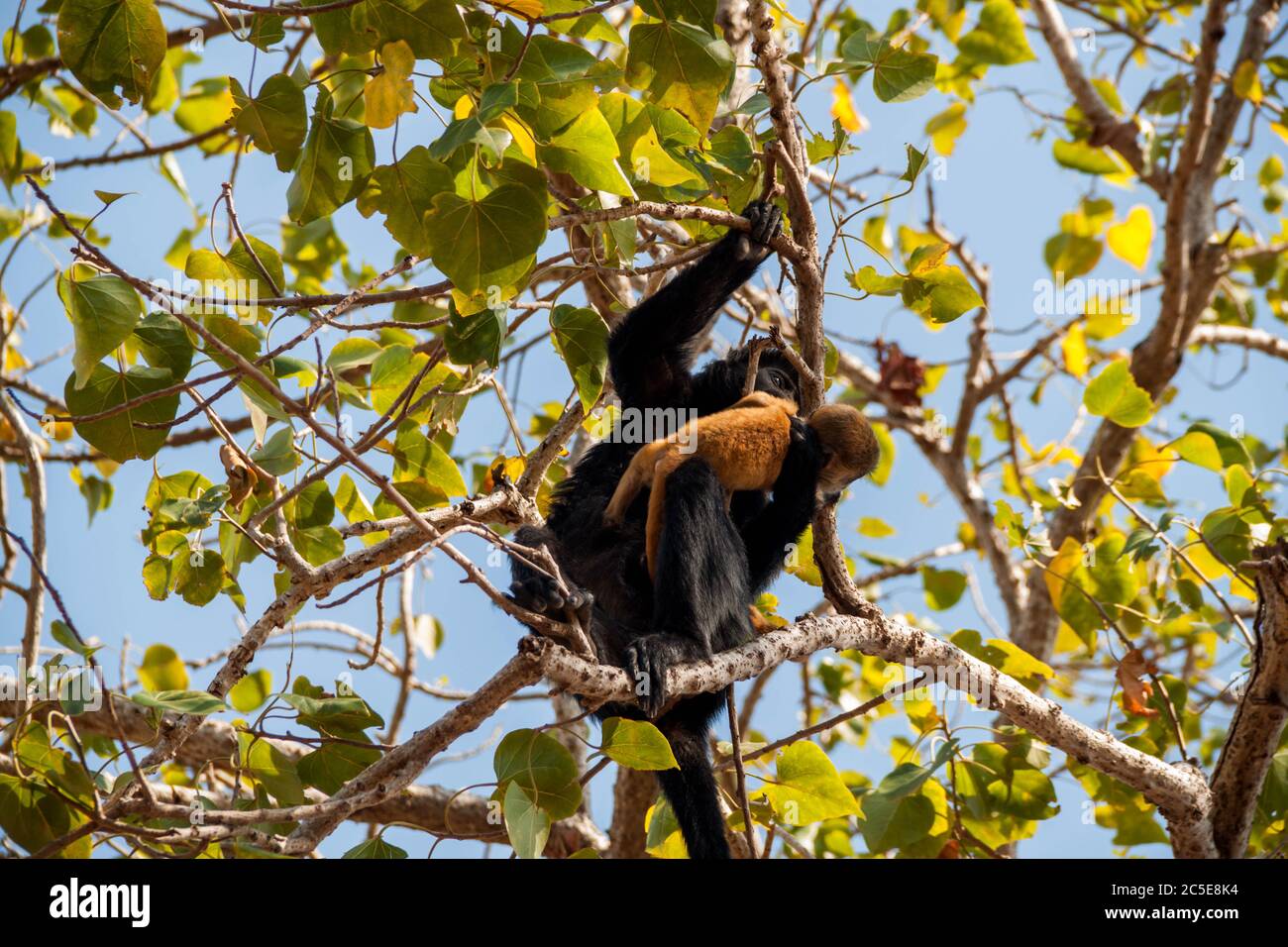 Mono pequeño aprendiendo a moverse alrededor del árbol en los brazos de su madre Foto de stock