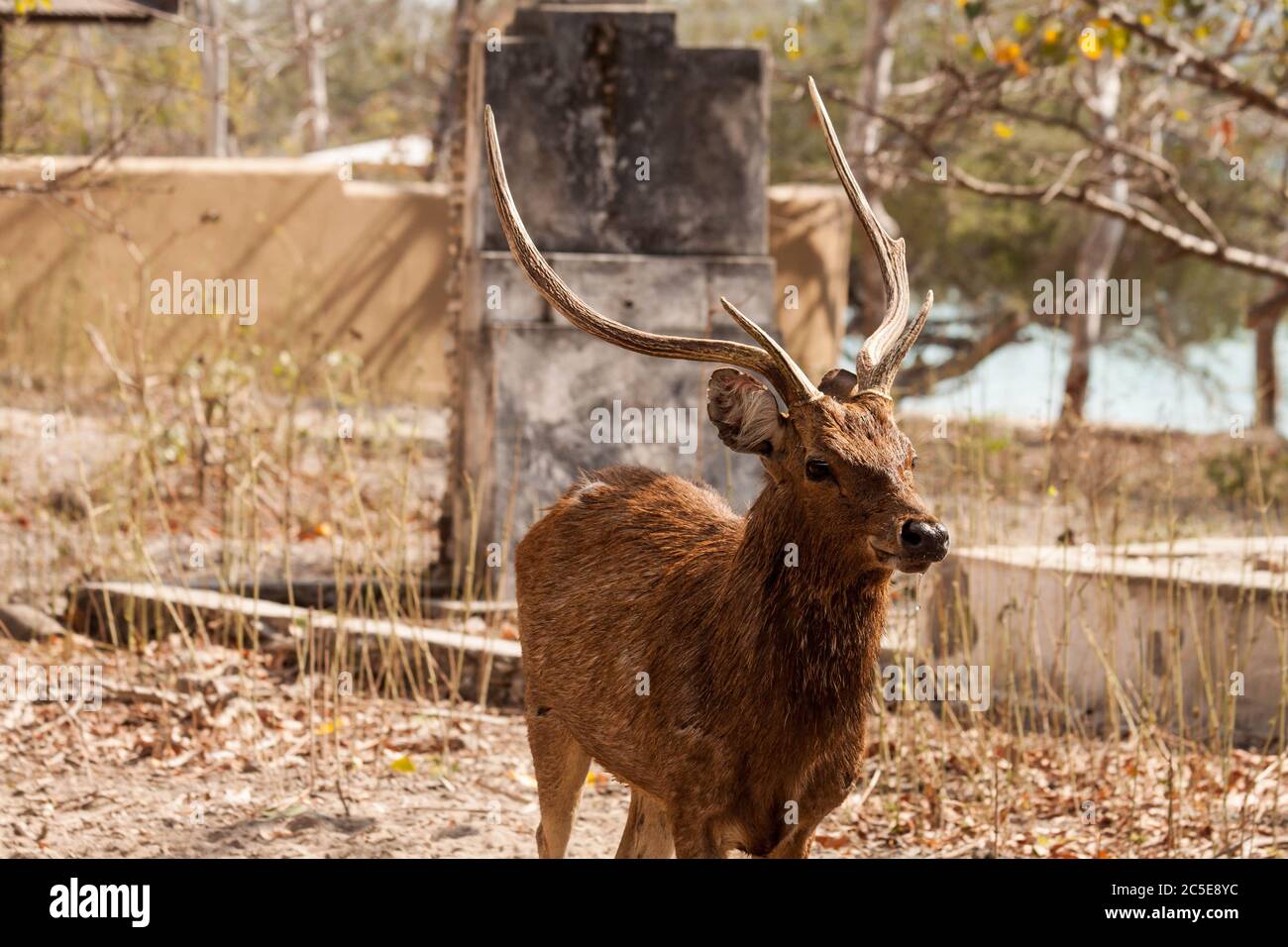 Un retrato de un ciervo salvaje que vagaba por el bosque Foto de stock