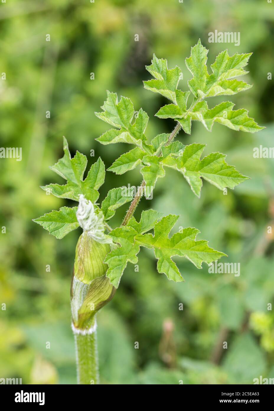 Hoja verde pálido joven / prospecto de Hogweed, Cow Pasnip / Heacleum sphondylium. Maleza común del Reino Unido de tierra de desecho, heedgerows y agricultura. Foto de stock