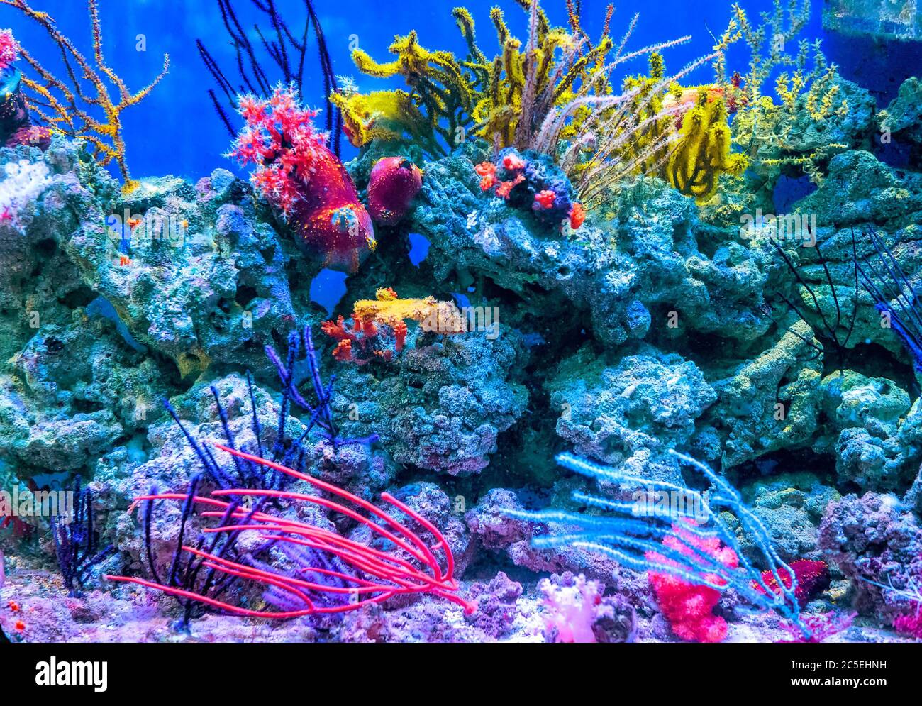 Tanque de acuario de arrecife de coral para fondo. Increíble acuario de agua salada de colores en casa. Hermoso acuario para peces tropicales marinos de cerca. Foto de stock