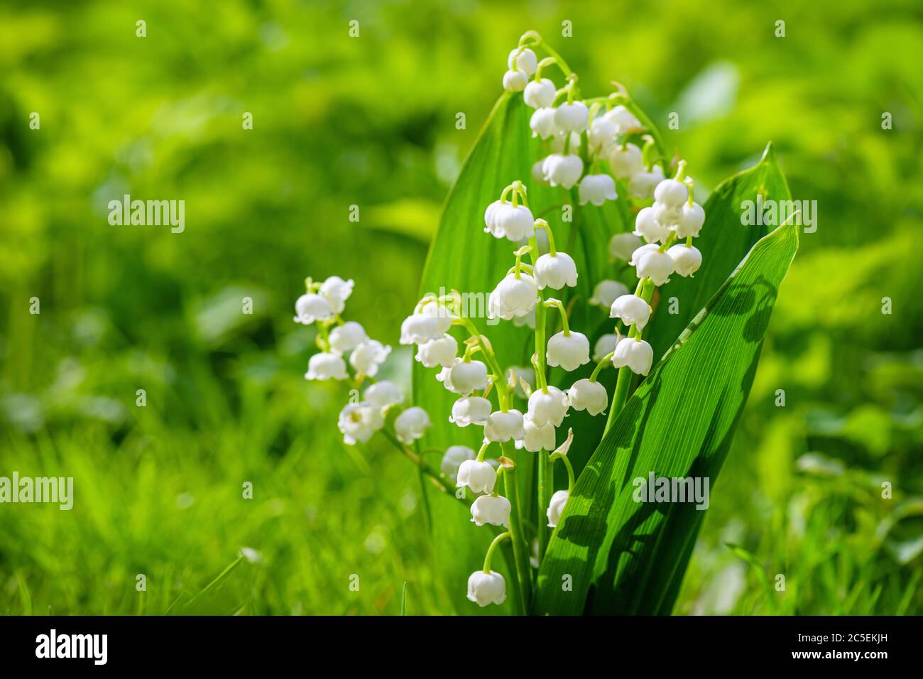 Lirio de flores de primavera del valle. Lily del valle. Flor Primavera Sol Blanco Verde Fondo horizontal. Fondo ecológico floreciendo lirio de la Foto de stock