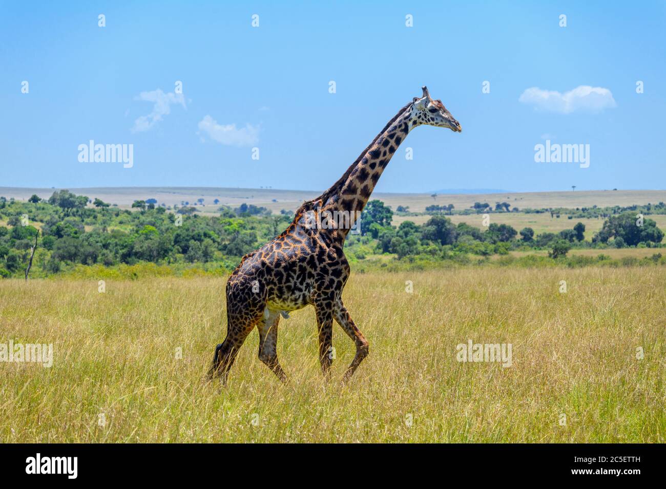 Jirafa Masai (Giraffa camelopardalis tippelskirchii). Gran macho Masai Giraffe en la Reserva Nacional Masai Mara, Kenia, África Foto de stock