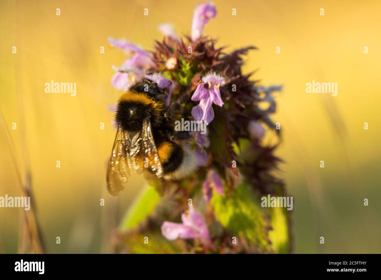 Primer plano Macro de un abejorro volando sobre flores púrpura recogiendo néctar honesto. Foto de stock