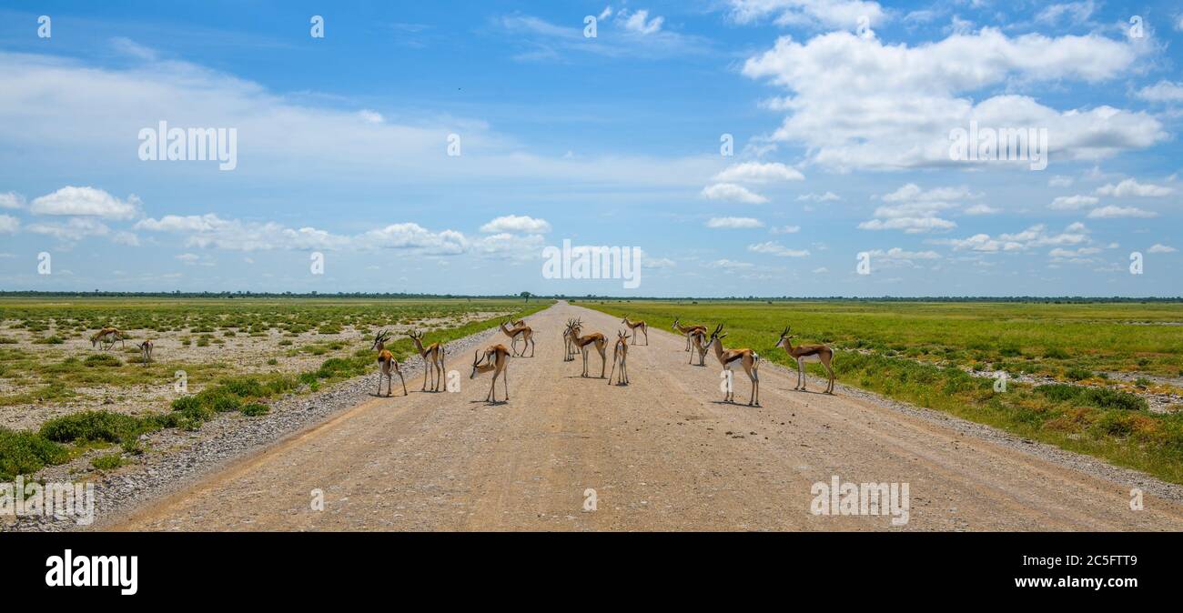 Springboks (marsupiales de Antidorcas) en el Parque Nacional Etosha, Namibia Foto de stock