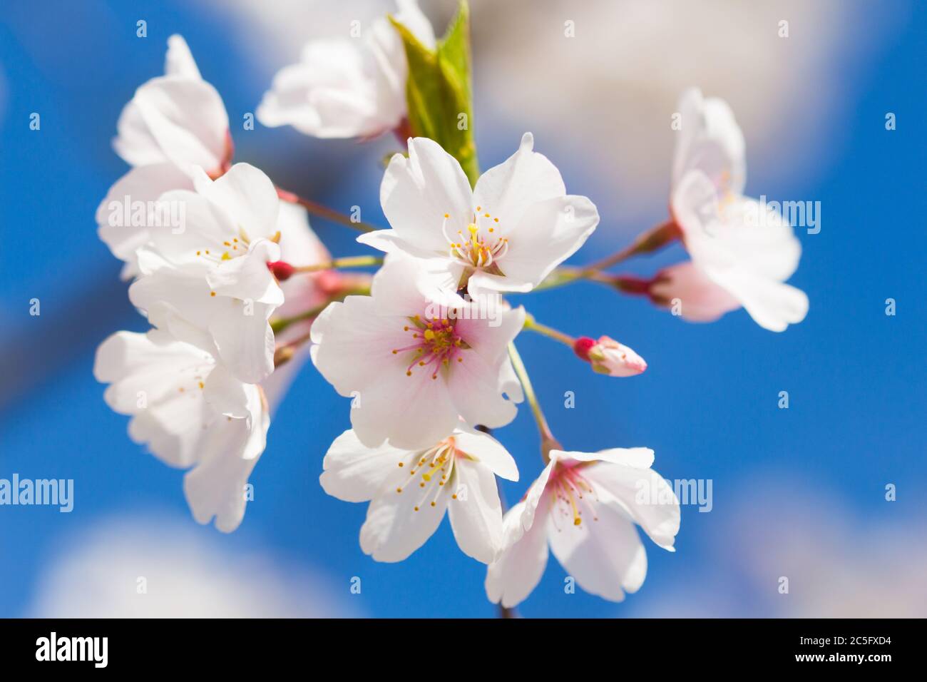 Cereza blanca en flor / sakura japonesa / Prunus serrulata contra un cielo azul vibrante, Washington, D.C., Estados Unidos Foto de stock