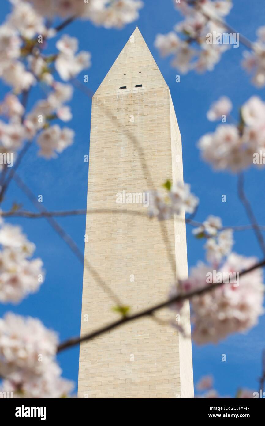 Primer plano del Monumento a Washington en primavera rodeado por / enmarcado por cerezos en flor blanca / sakura, Washington, D.C., Estados Unidos Foto de stock