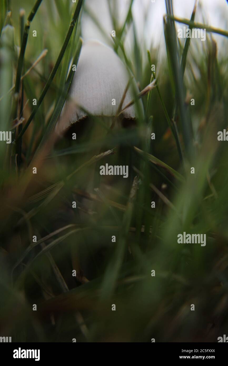 Hongo blanco, Coprinellus difusatus, Coprinus difusatus, gorro de hada, tapa de miga de troping, creciendo en el césped. Foto de stock