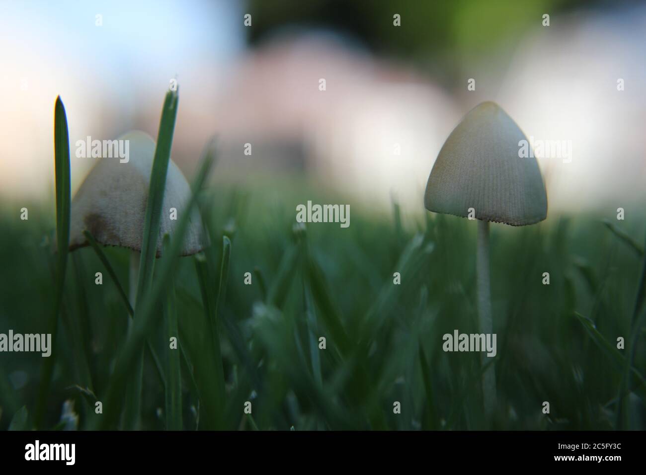 Hongo blanco, Coprinellus difusatus, Coprinus difusatus, gorro de hada, tapa de miga de troping, creciendo en el césped. Foto de stock