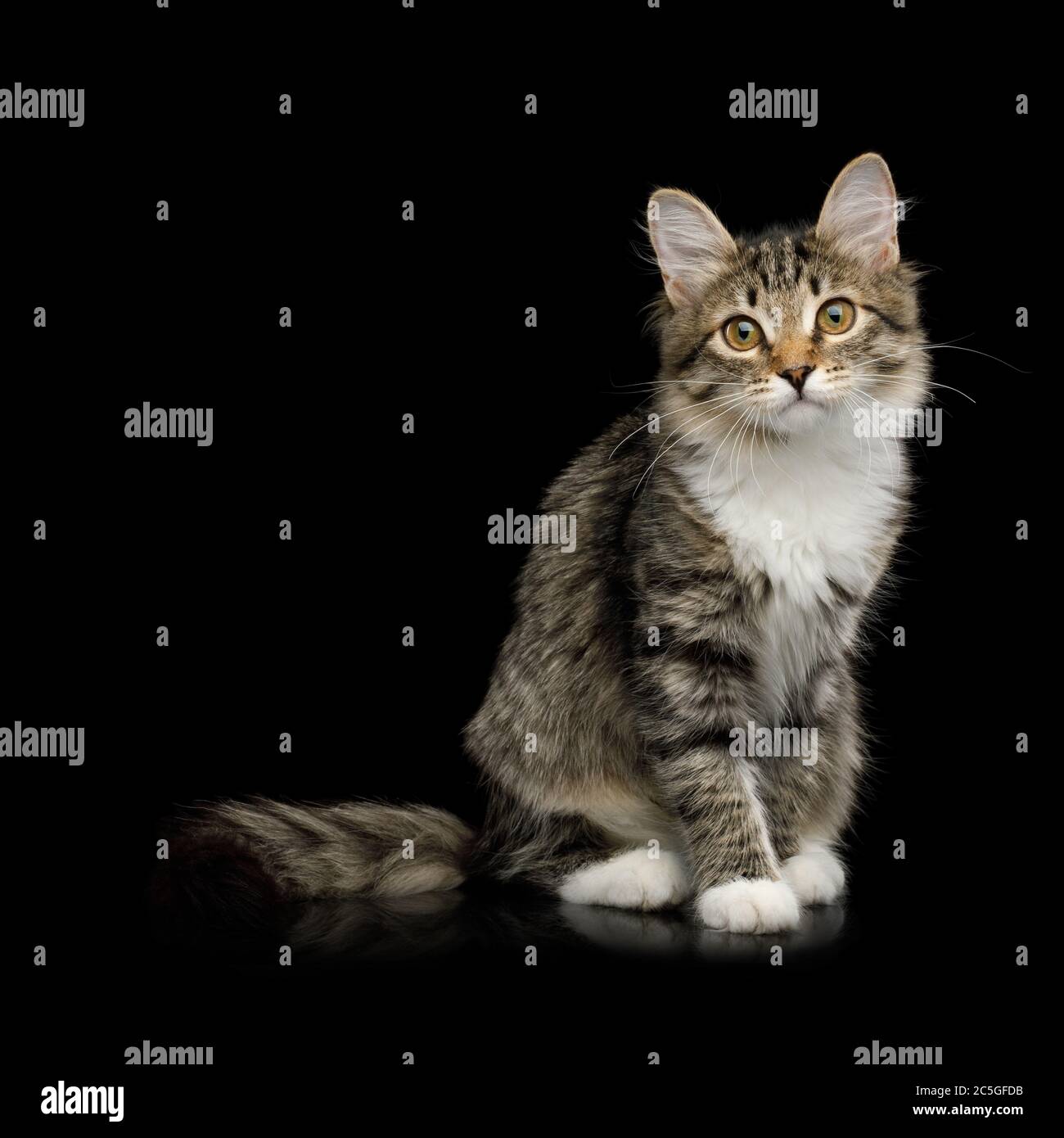 Tabby Kitten sentado con interés mirando cámara sobre fondo negro aislado, vista frontal Foto de stock
