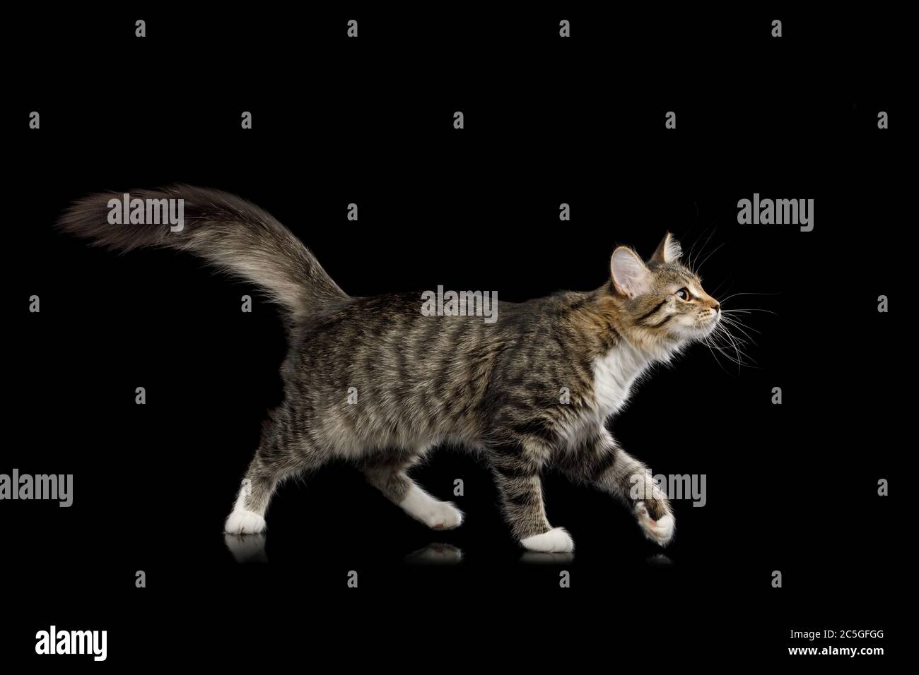 Tabby Kitten caminando con interés mirando hacia arriba en el fondo negro aislado, vista lateral Foto de stock