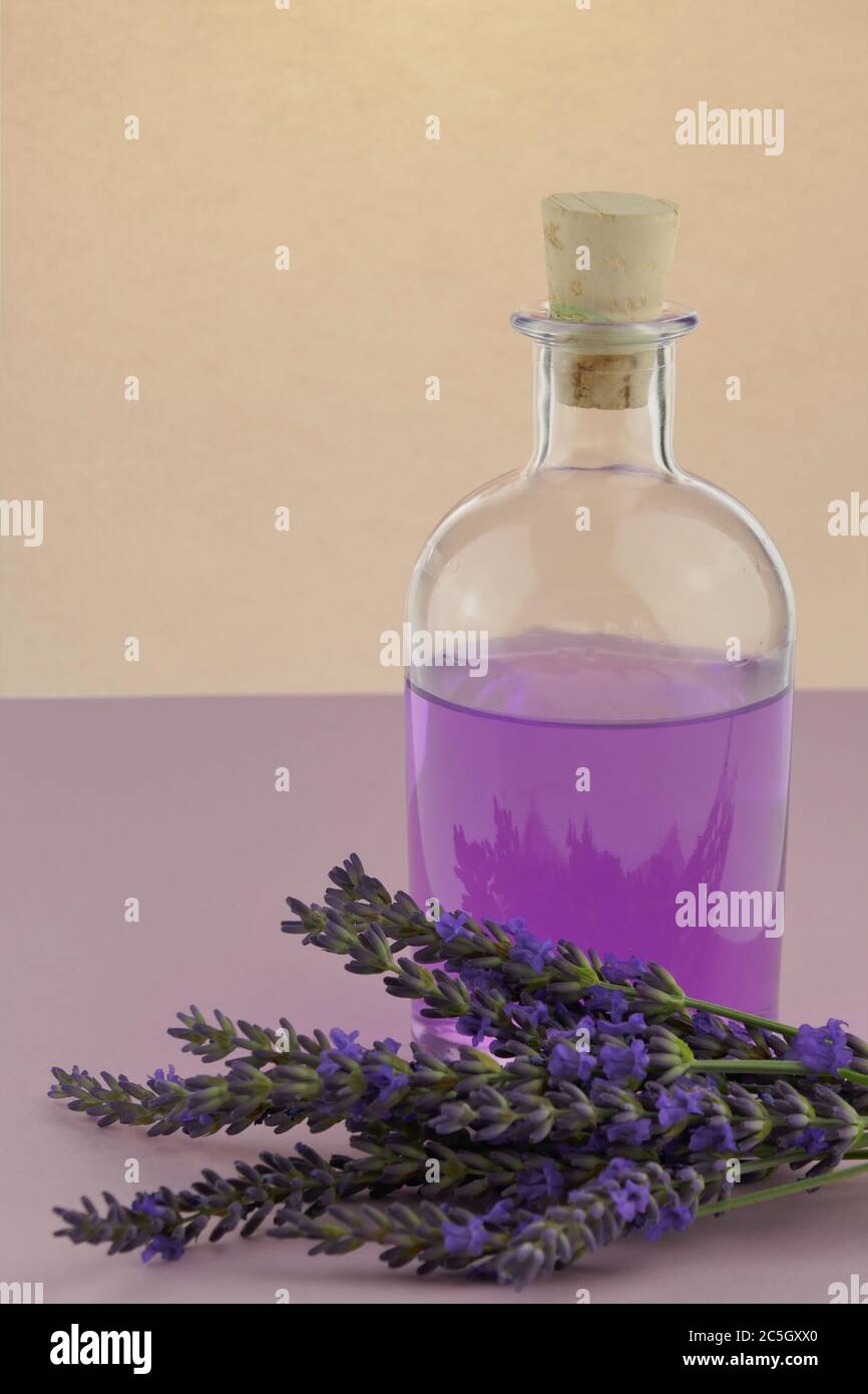 Agua de lavanda. Esencia de lavanda  en botellas  transparentes y ramitas de flores de lavanda en un color púrpura   cos naturales Fotografía de stock - Alamy
