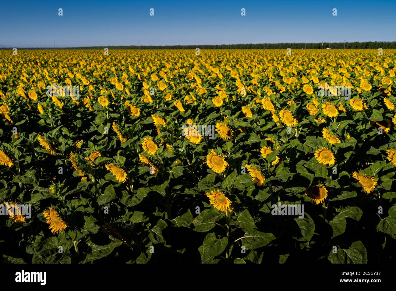 Girasoles en Dixon, California Foto de stock