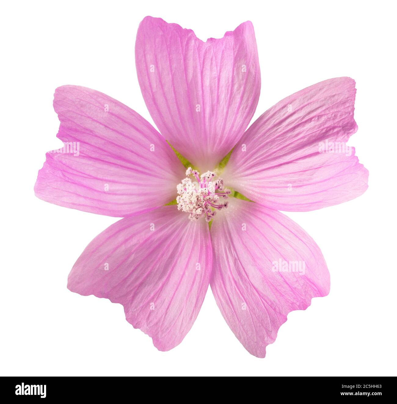 Flores de malva fotografías e imágenes de alta resolución - Alamy Flores de malva fotografías e imágenes de alta resolución - Alamy