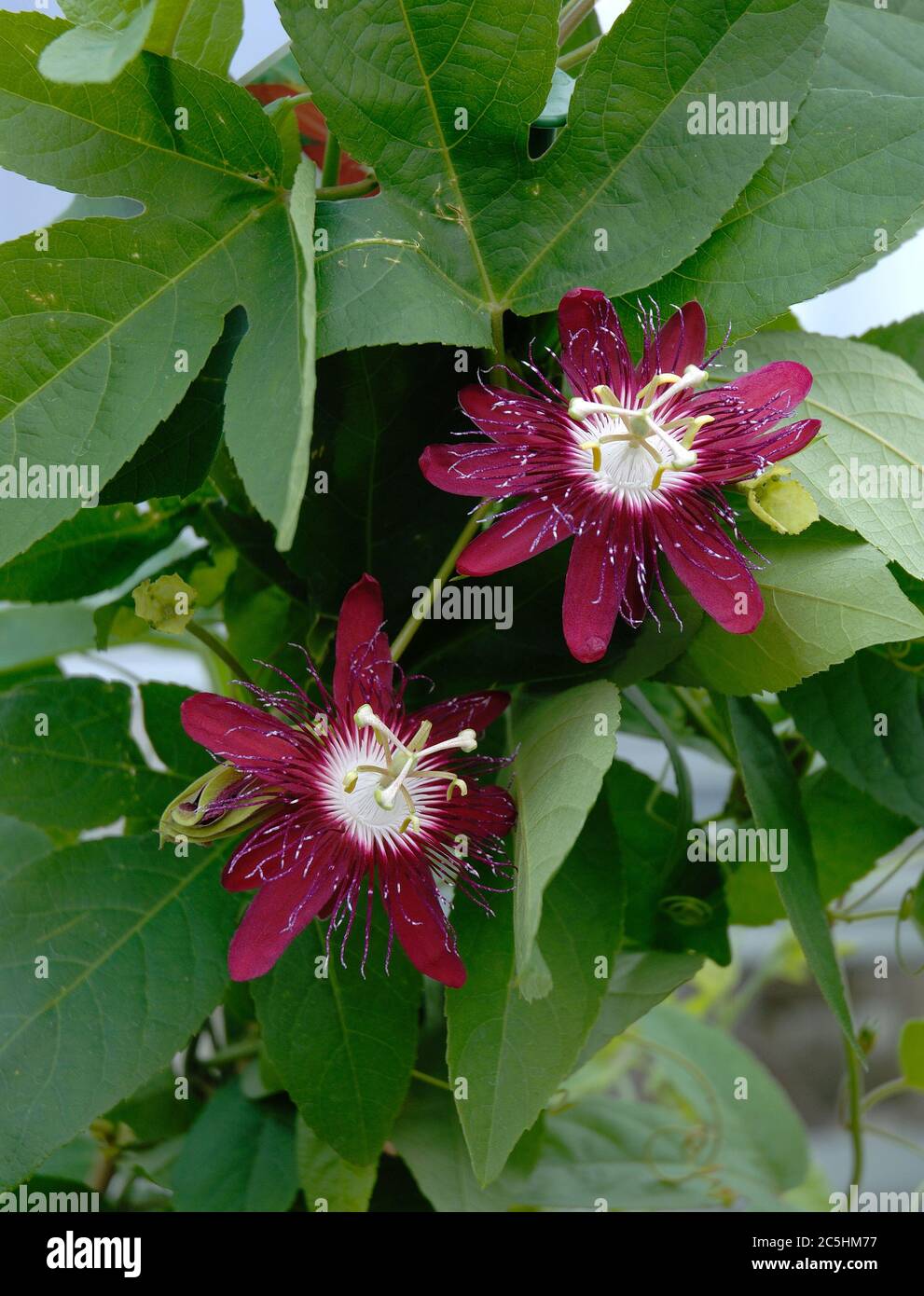 Passiflora vitifolia Foto de stock