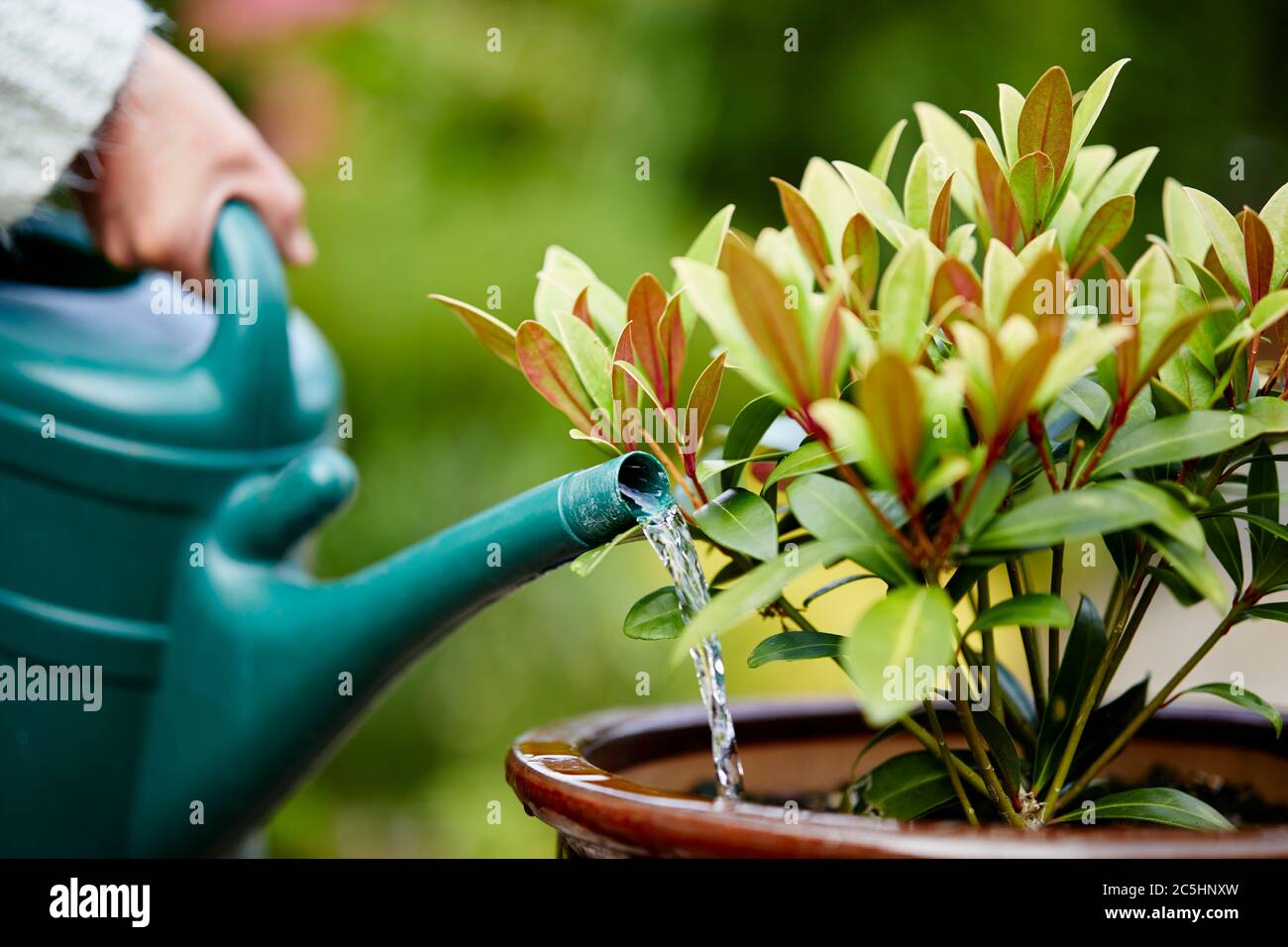 Mujer riego planta de Skimmia en el jardín Foto de stock