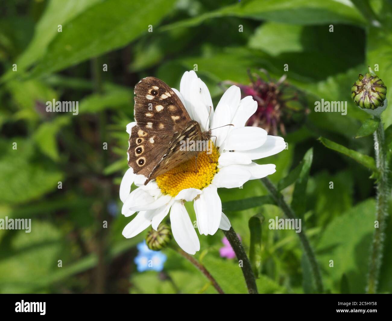 Madera moteado Mariposa alimentándose en Ox-Eye Daisy en un jardín de vida silvestre, Gales del Oeste Foto de stock