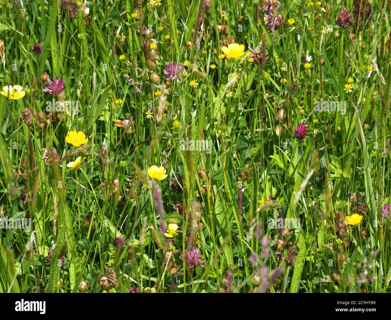 Flores silvestres en un prado verde, cerca de Aberystwyth, Ceredigion. Foto de stock