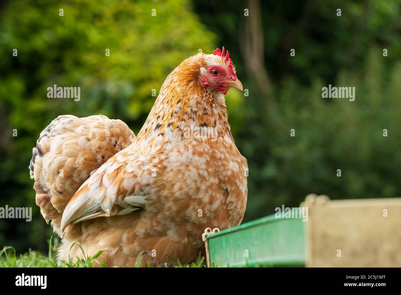 Pollo de gallina peking visto en un césped bien mantenido a principios del verano. Una de las parejas, se la mantiene por sus huevos y es libre para recorrer el gran jardín. Foto de stock